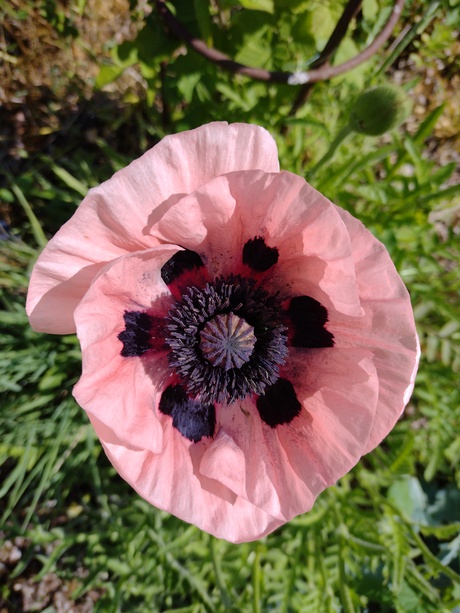 Papaver