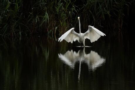 Grote Zilverreiger