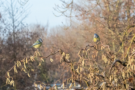 Pimpelmezen op bloeiende Kronkelhazelaar