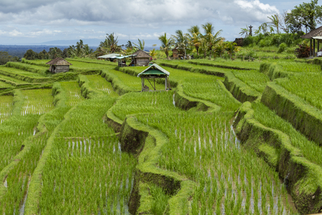 Jatiluwih  Rise   Terraces