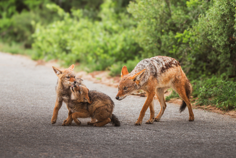 Spel onder moeders ogen