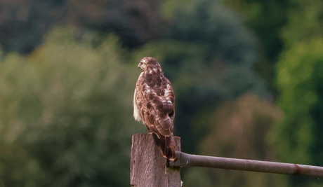 Buizerd