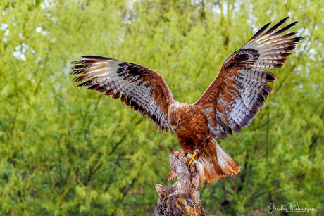 Arendbuizerd