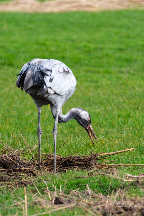 De kraanvogel