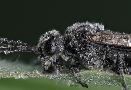 Dolerus Spev
