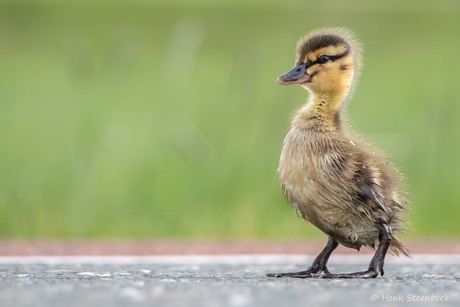 Verloren in de grote wereld