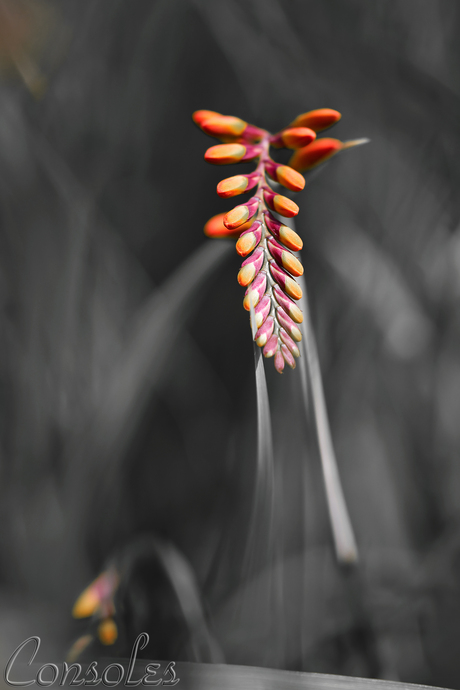 Crocosmia - M0ntbretia
