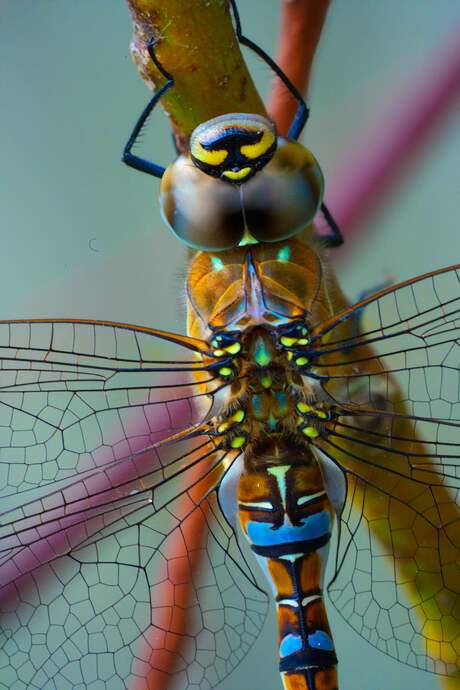 Wat een hoop kleuren 