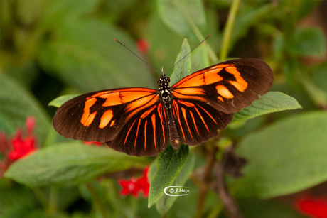 Heliconius