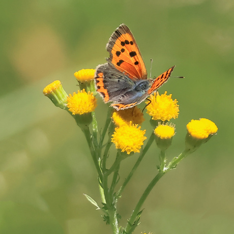 Kleine vuurvlinder