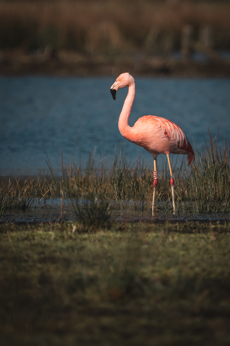 Flamingo in het Zwillbrocker Venn