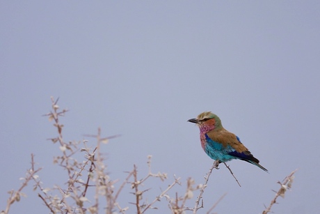 vorkstaartscharrelaar