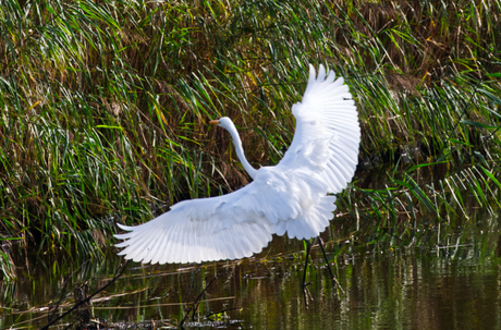 Landing