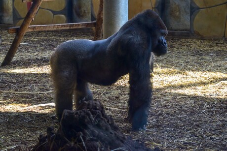 Gorilla (laaglandgorilla) wat zal ik eens gaan doen?