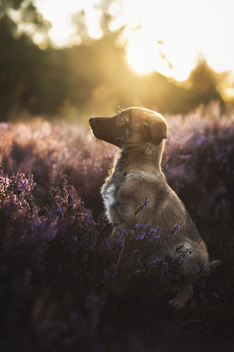 Kibo tijdens zonsopgang