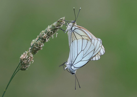 Groot geaderde witjes