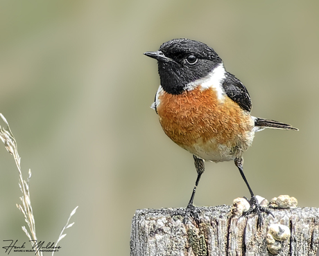 Roodborsttapuit - Stonechat (Saxicola rubicola) M