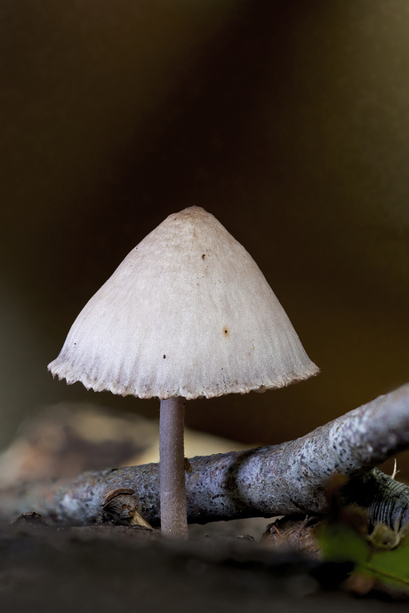 Mycena 
