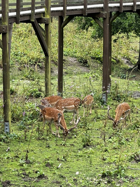 wildpark in tsjechie