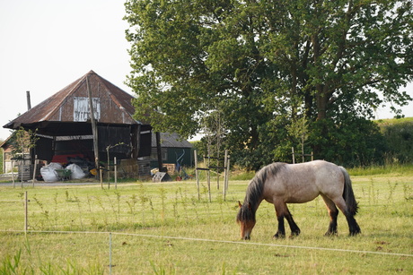 Dierenfoto's - sigma_e_mount test