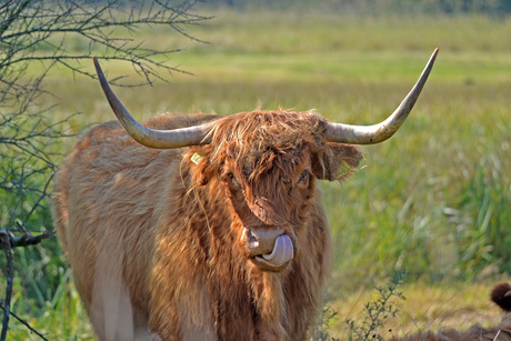 Schotse hooglander