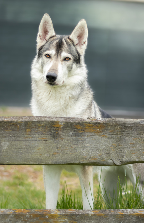Tamaskan avon
