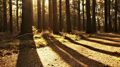Lange schaduwen in het bos