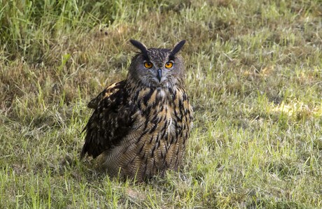 Oog in oog met Oehoeboeroe