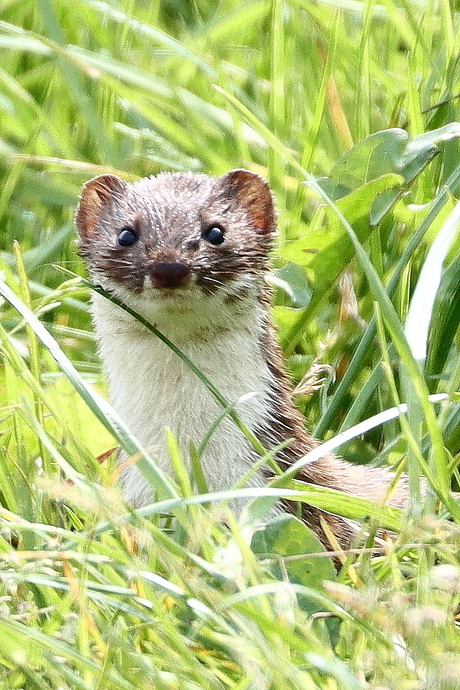 Wezel in gras