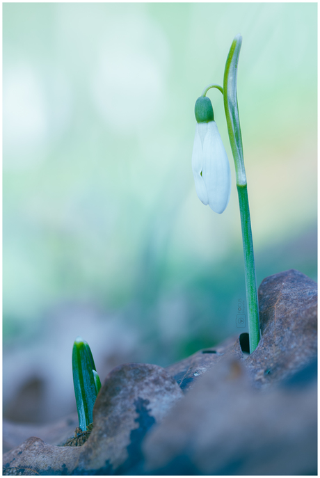 Sneeuwklokje 