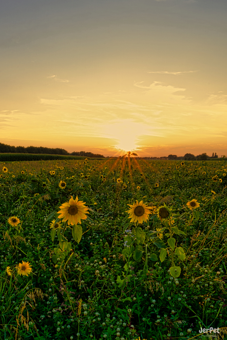 Yellow sunset!