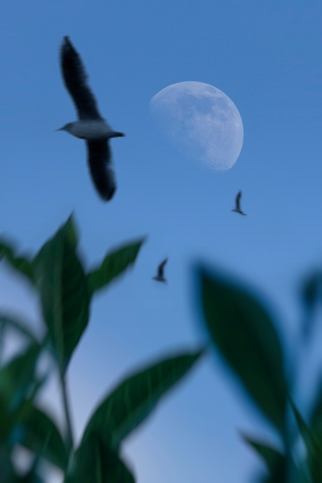 Flight by Moonlight