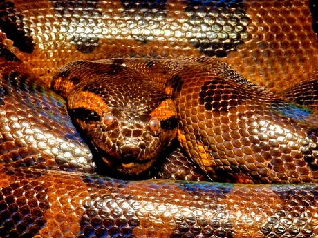 Sssss