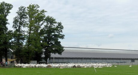 P1290416    Geitenboerderij  t Hoekje nabij Woudenberg 4 aug 2025  