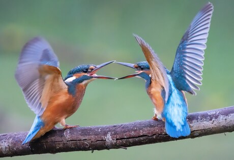 Jonge Ijsvogels 