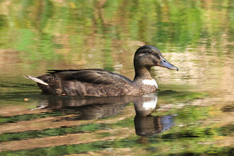 Wilde eend