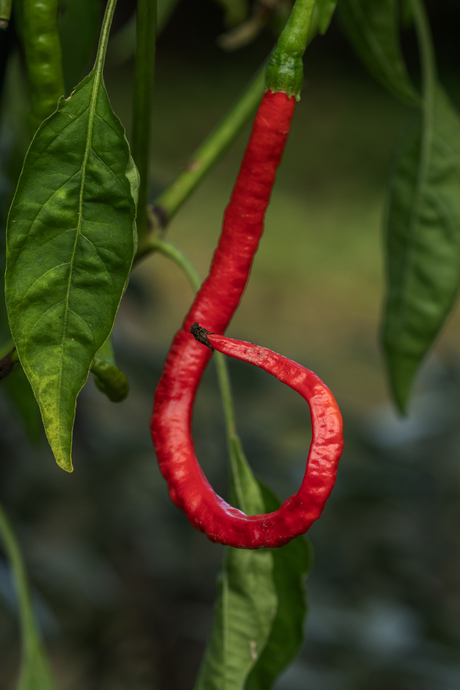 Modellen uit de moestuin: Thundermountain Loghorn