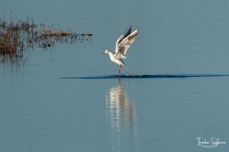 Kokmeeuw in actie