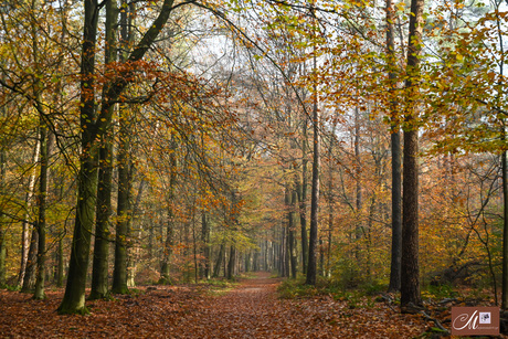 Mooi Herfstbos