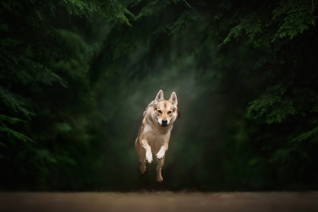 Running through the woods