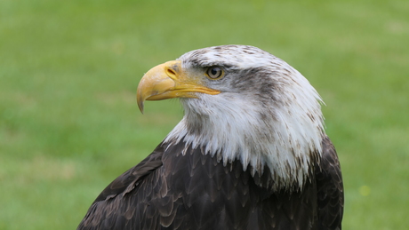 Amerikaanse zeearend.