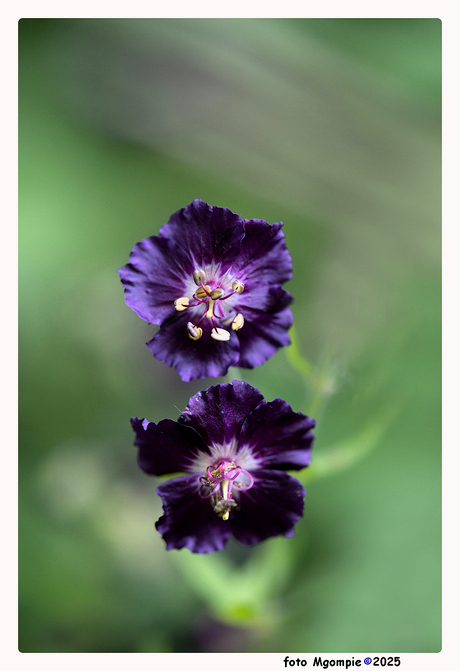 Donkere ooievaarsbek