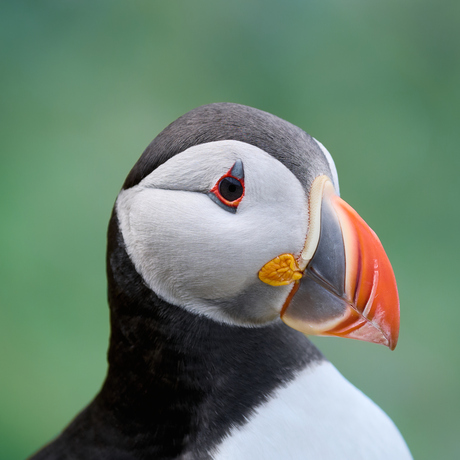 Papegaaiduiker portret