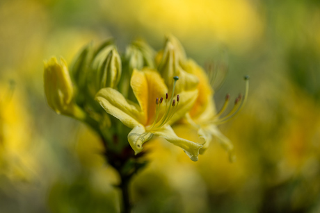 lente