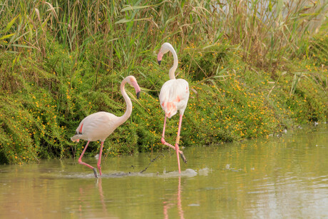 flamingoballet