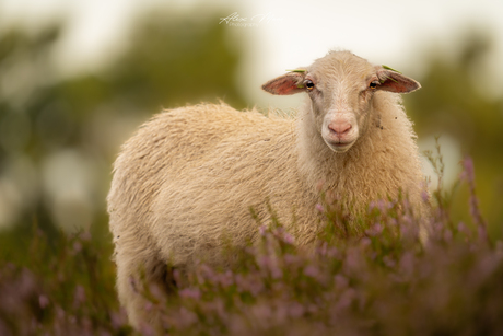 Schaap