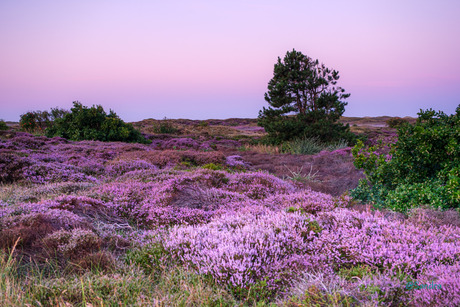 Heide op Texel in de vroege ochtend 