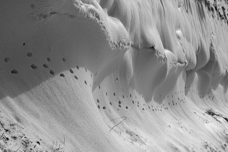 Het haasje............