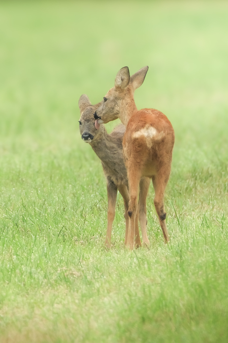 Reetjes in het veld