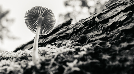 Black&white mushroom